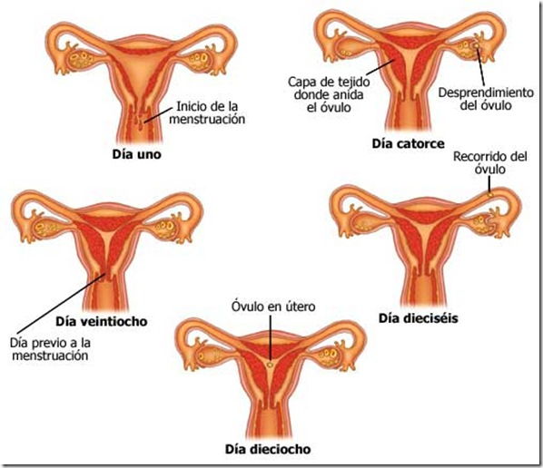 Ciclos de la menstruación
