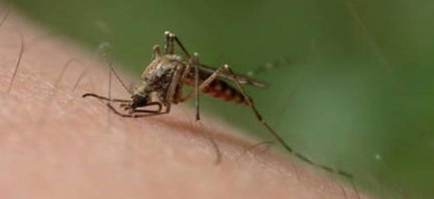 Qué es el paludismo