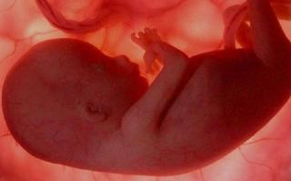 Cordón Umbilical: tu conexión con el bebé