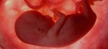 Cordón Umbilical: tu conexión con el bebé